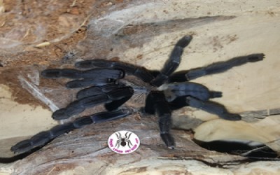 Cyriopagopus Sp hati2 sling unsex tarantula